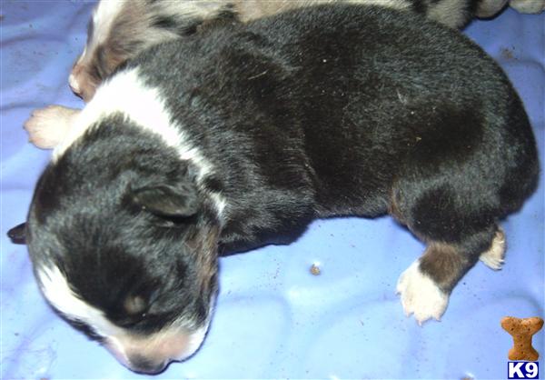 Australian Shepherd Puppies